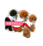 わんこ お散歩ver（個別スタンプ：3）