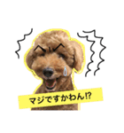 我が家のまりさん（個別スタンプ：5）