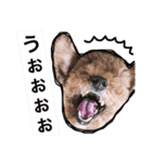 我が家のまりさん（個別スタンプ：20）