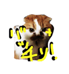ちゃちゃぶう（個別スタンプ：3）