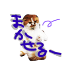 ちゃちゃぶう（個別スタンプ：4）