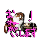 ちゃちゃぶう（個別スタンプ：5）