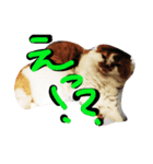 ちゃちゃぶう（個別スタンプ：6）