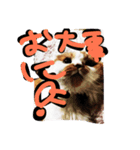 ちゃちゃぶう（個別スタンプ：8）