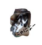 よもやん（個別スタンプ：1）
