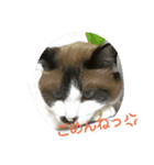 どんすけ（個別スタンプ：1）