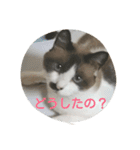 どんすけ（個別スタンプ：2）