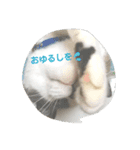 どんすけ（個別スタンプ：3）