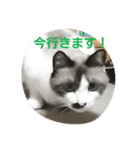 どんすけ（個別スタンプ：4）