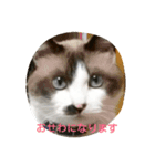 どんすけ（個別スタンプ：5）