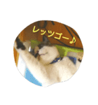 どんすけ（個別スタンプ：7）