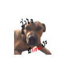 Thongmuan the dog（個別スタンプ：1）