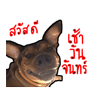 Thongmuan the dog（個別スタンプ：2）