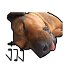 Thongmuan the dog（個別スタンプ：3）