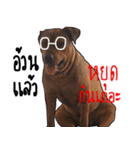 Thongmuan the dog（個別スタンプ：4）