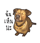 Thongmuan the dog（個別スタンプ：5）