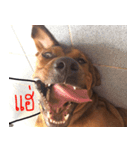Thongmuan the dog（個別スタンプ：6）