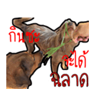 Thongmuan the dog（個別スタンプ：7）