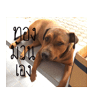 Thongmuan the dog（個別スタンプ：9）