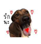 Thongmuan the dog（個別スタンプ：12）