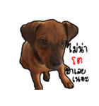 Thongmuan the dog（個別スタンプ：13）