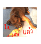 Thongmuan the dog（個別スタンプ：14）