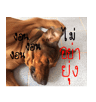 Thongmuan the dog（個別スタンプ：15）