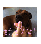 Thongmuan the dog（個別スタンプ：16）