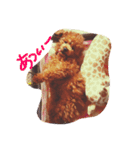 cocoa and milk（個別スタンプ：21）