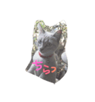 MAMEPUKU23（個別スタンプ：1）