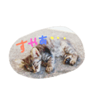 MAMEPUKU23（個別スタンプ：3）