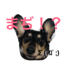 ミニチュア・ダックスフンド（個別スタンプ：7）