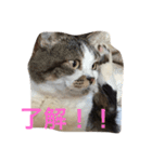 bacchan（個別スタンプ：1）