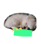 ちぃーこちゃん（個別スタンプ：3）