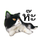 Louis The Cat（個別スタンプ：1）