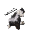 Louis The Cat（個別スタンプ：2）