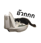 Louis The Cat（個別スタンプ：3）
