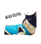 Louis The Cat（個別スタンプ：4）