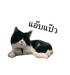 Louis The Cat（個別スタンプ：5）