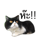 Louis The Cat（個別スタンプ：6）