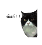 Louis The Cat（個別スタンプ：7）