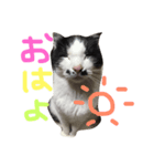 ちゃむあんどちゃー（個別スタンプ：7）