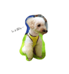 愛犬といチョコちゃん（個別スタンプ：1）