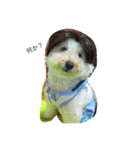 愛犬といチョコちゃん（個別スタンプ：2）