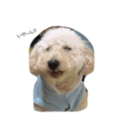 愛犬といチョコちゃん（個別スタンプ：3）