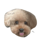 愛犬といチョコちゃん（個別スタンプ：6）