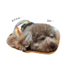 愛犬といチョコちゃん（個別スタンプ：7）