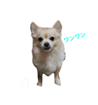 animal  family（個別スタンプ：1）