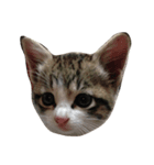 animal  family（個別スタンプ：7）