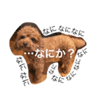 いつでもどこでもおぬくさん2（個別スタンプ：1）